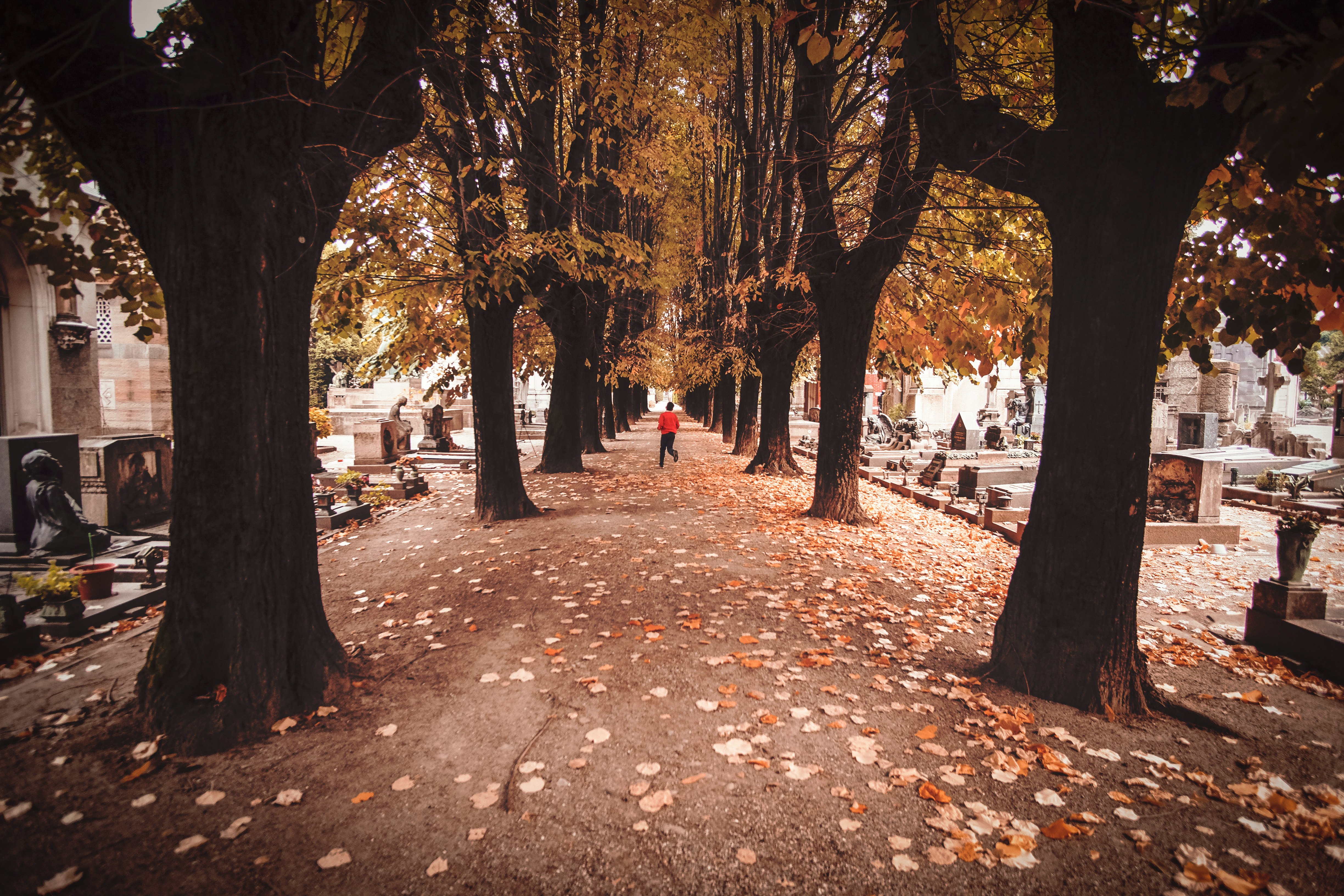 trees beside concrete road